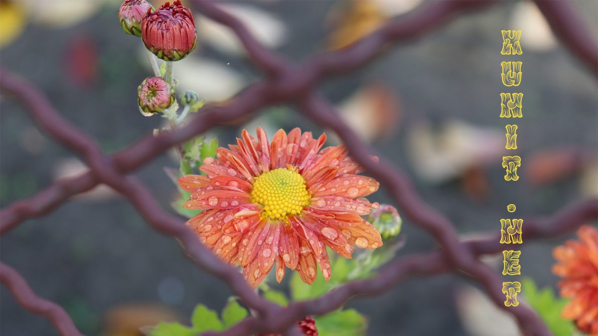 hero image of a flower